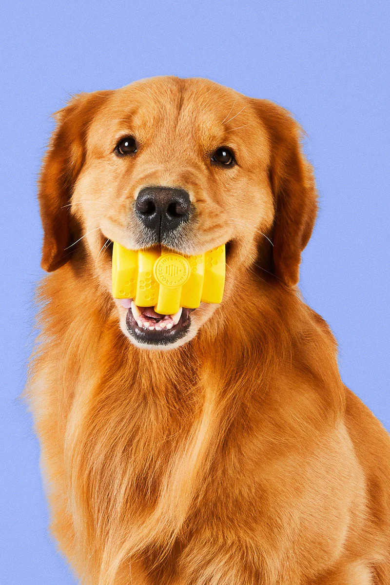 Project Hive Chew Toy LG - Image 3