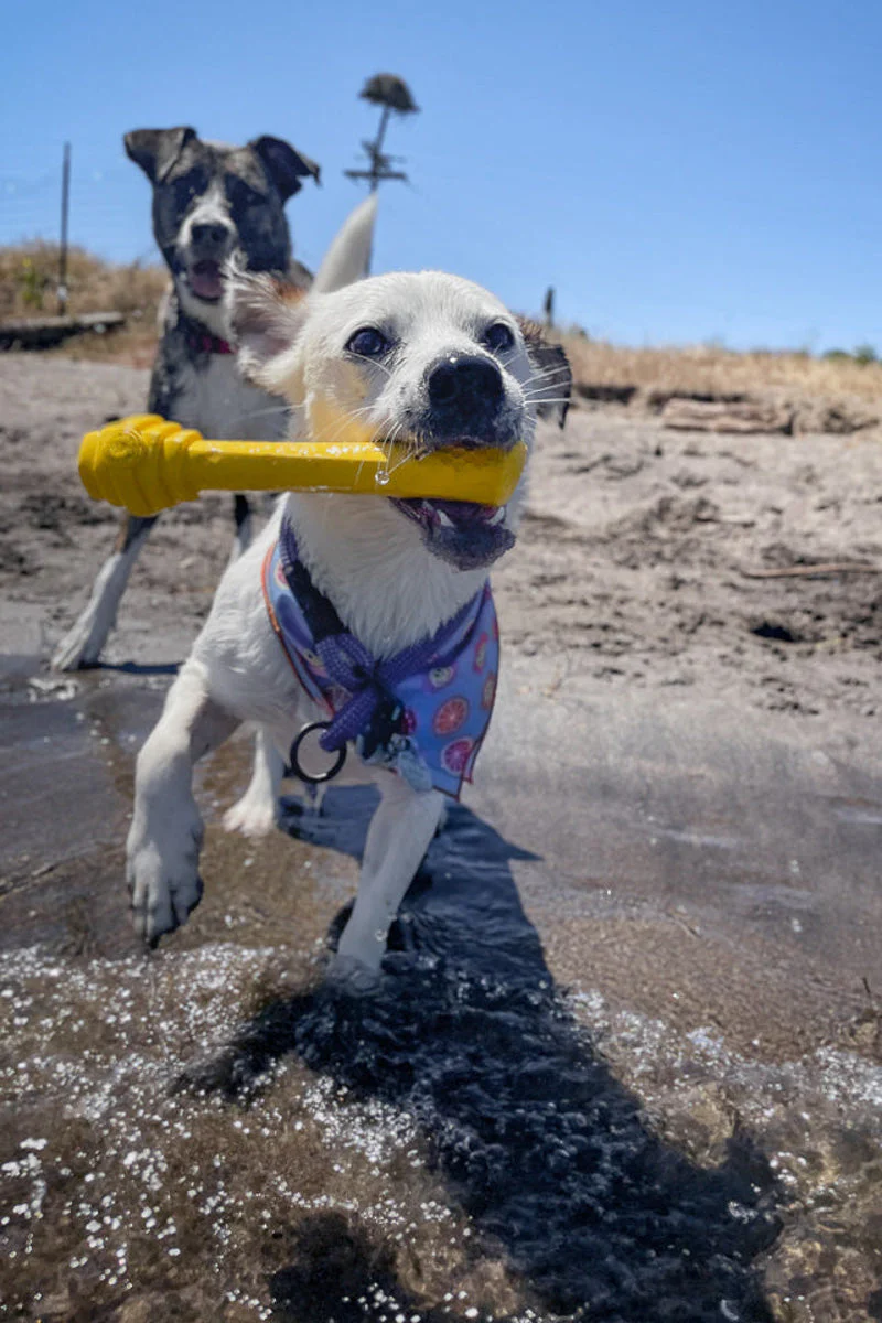 Project Hive Fetch Stick - Image 4