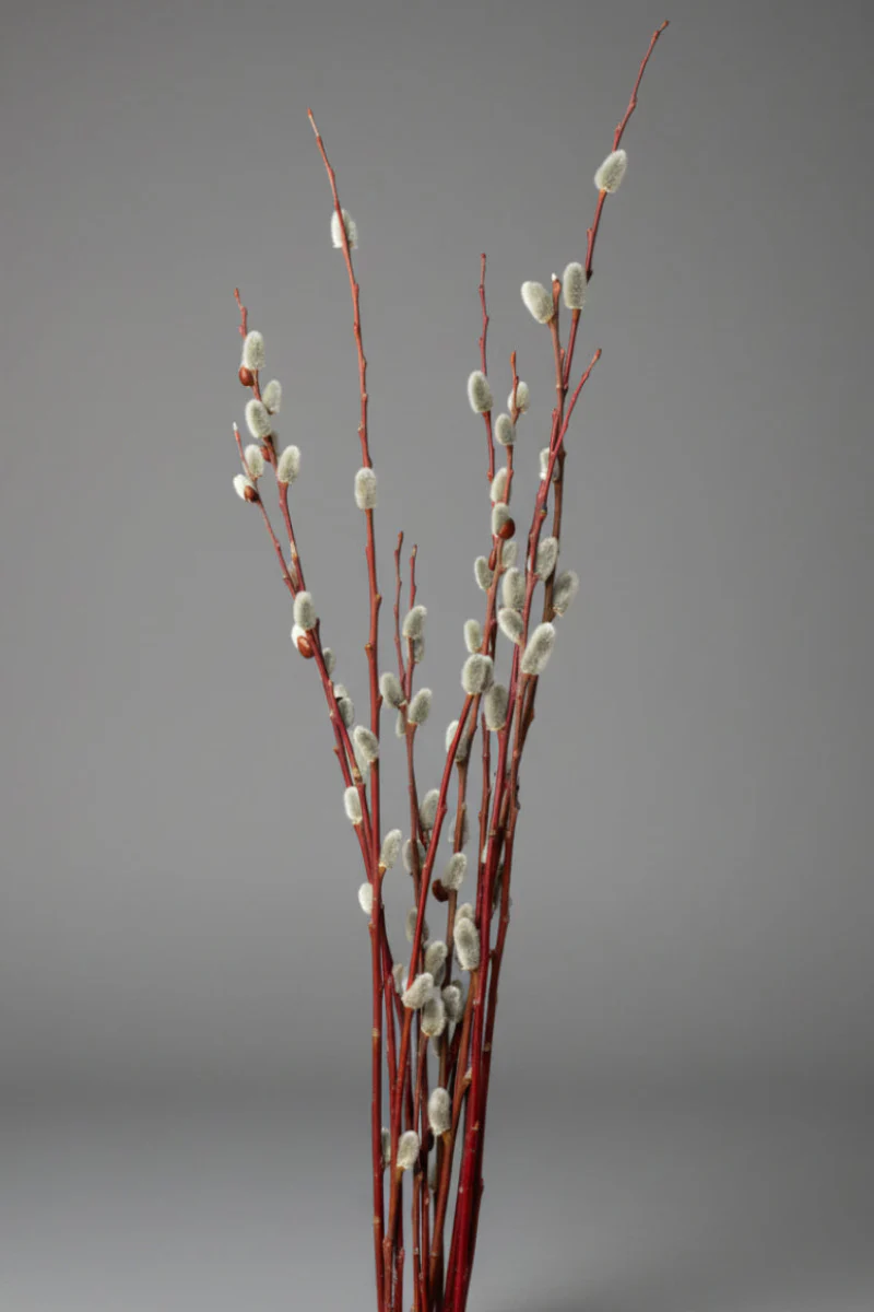 Pussy Willow, Bunch of Stems Branched Tips
