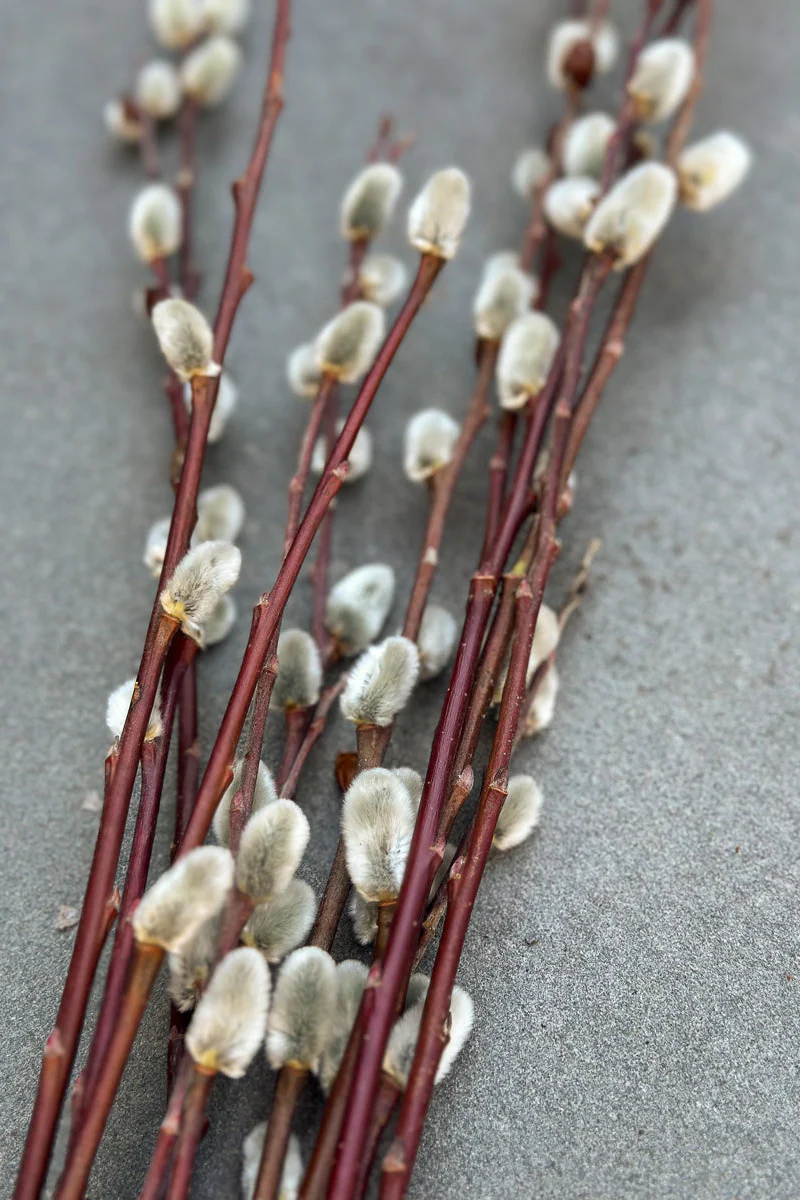 Pussy Willow, Bunch of Stems Branched Tips - Image 2