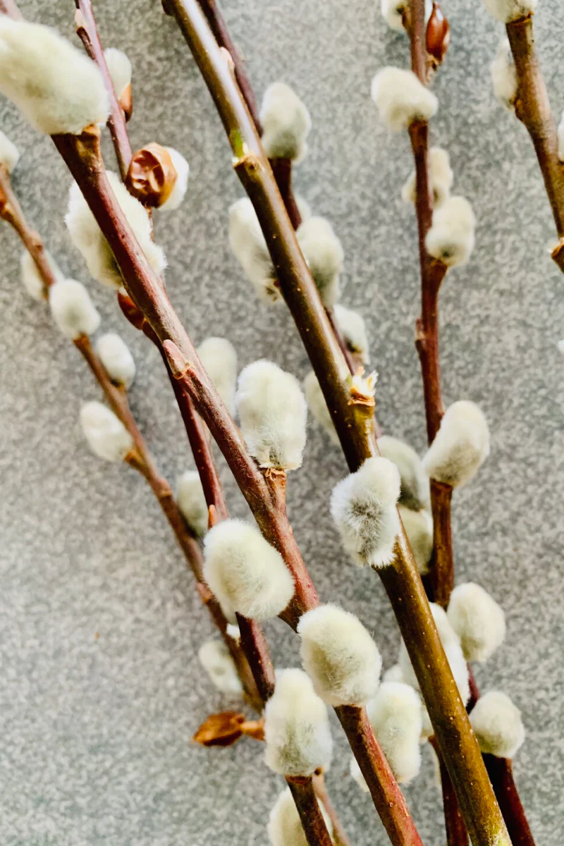 Pussy Willow, Seasonal Stem bunch Medium