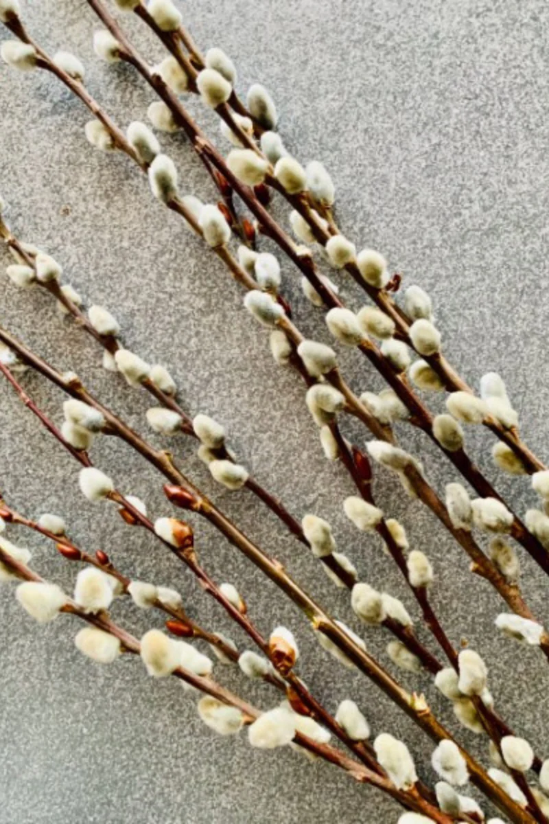 Seasonal Stem, Pussy Willow Large - Image 3