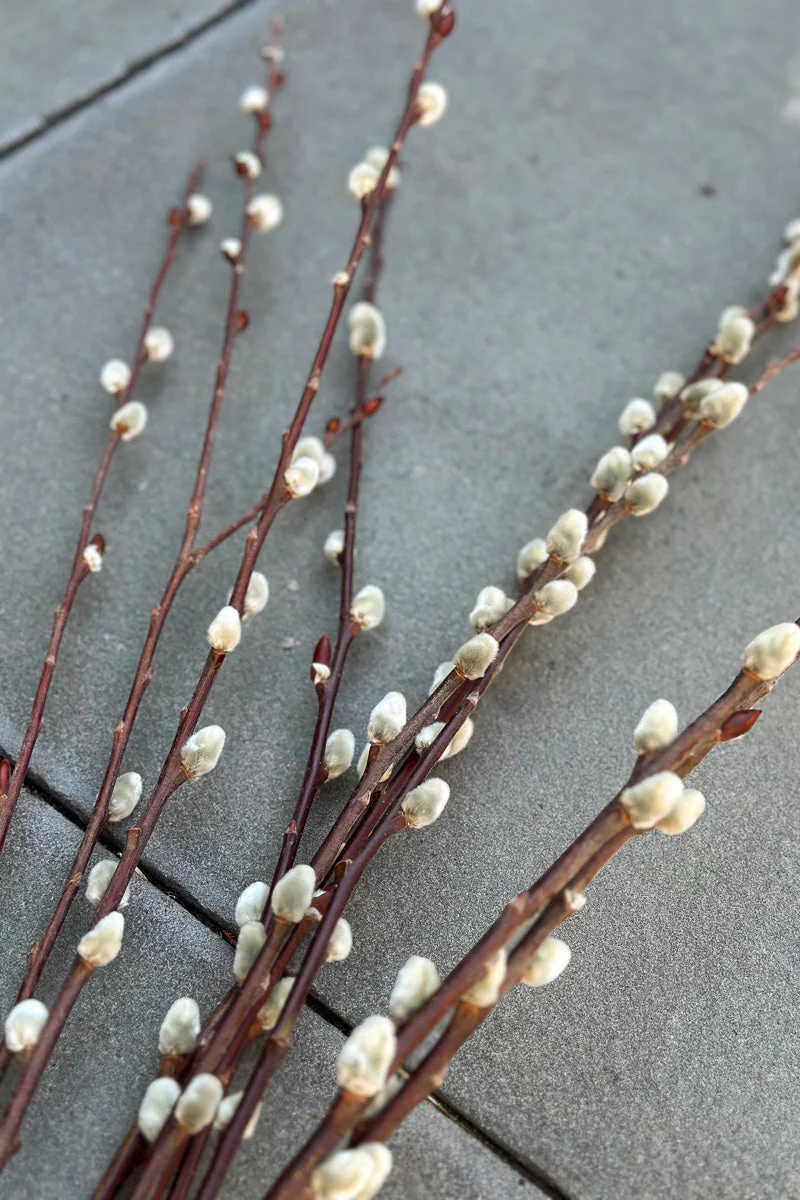 Pussy Willow, Seasonal Stem bunch Medium - Image 3