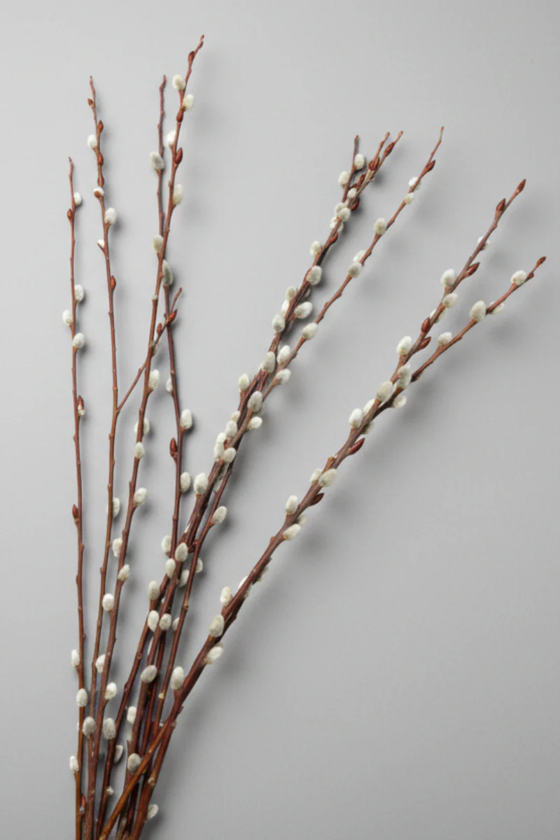 Pussy Willow, Seasonal Stem bunch Medium - Image 4