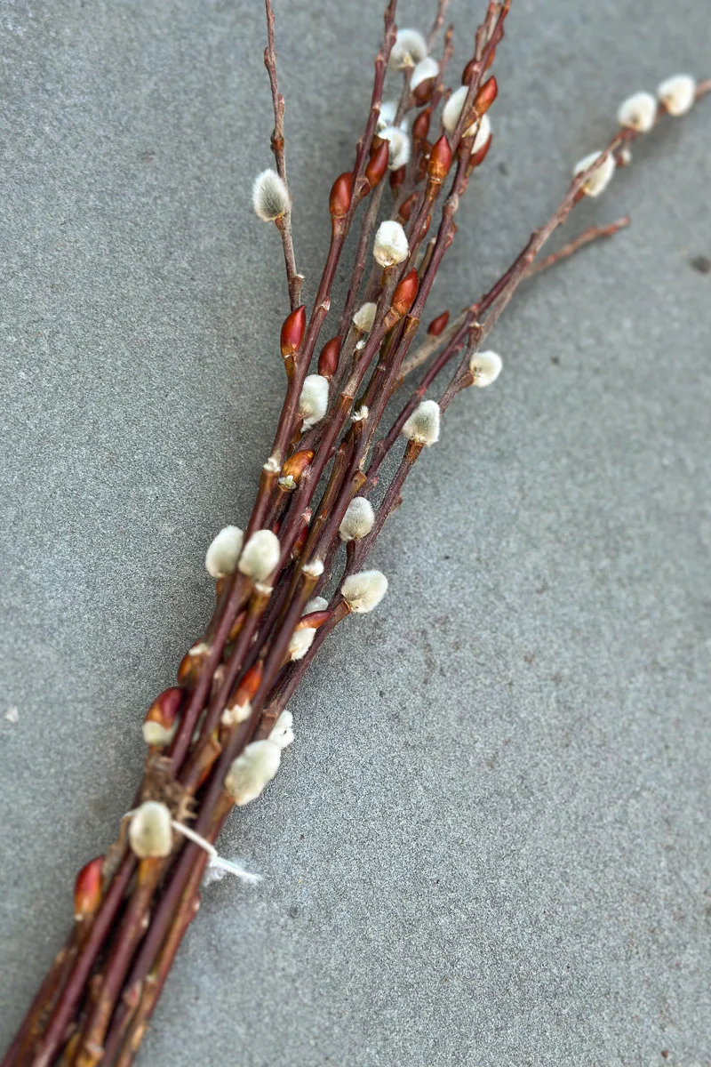 Pussy Willow Stems Bunch 3' - Image 2
