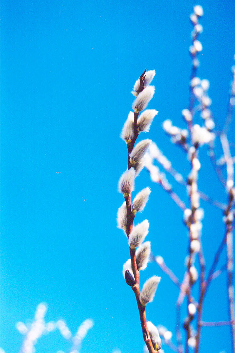 Pussywillow