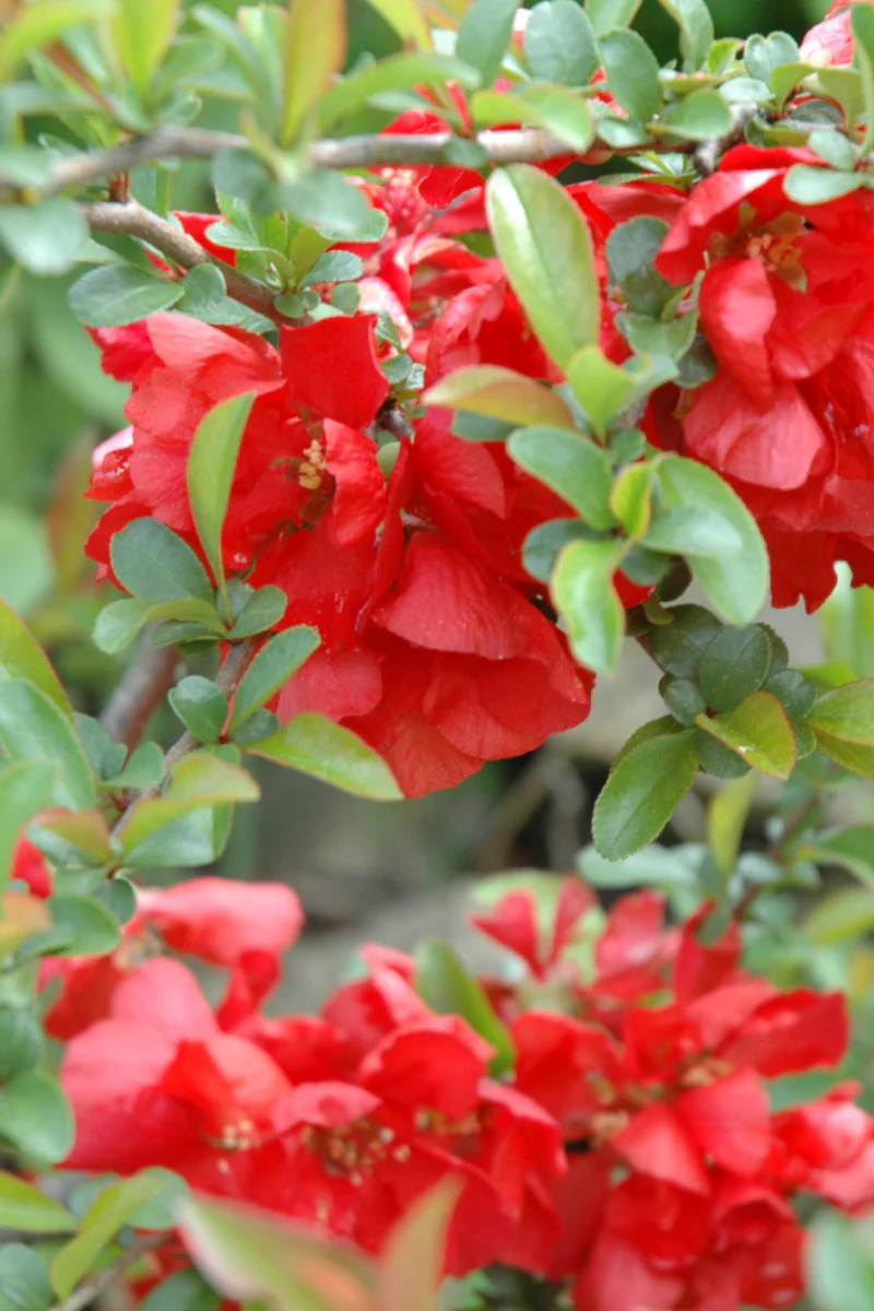 Quince, Texas Scarlet