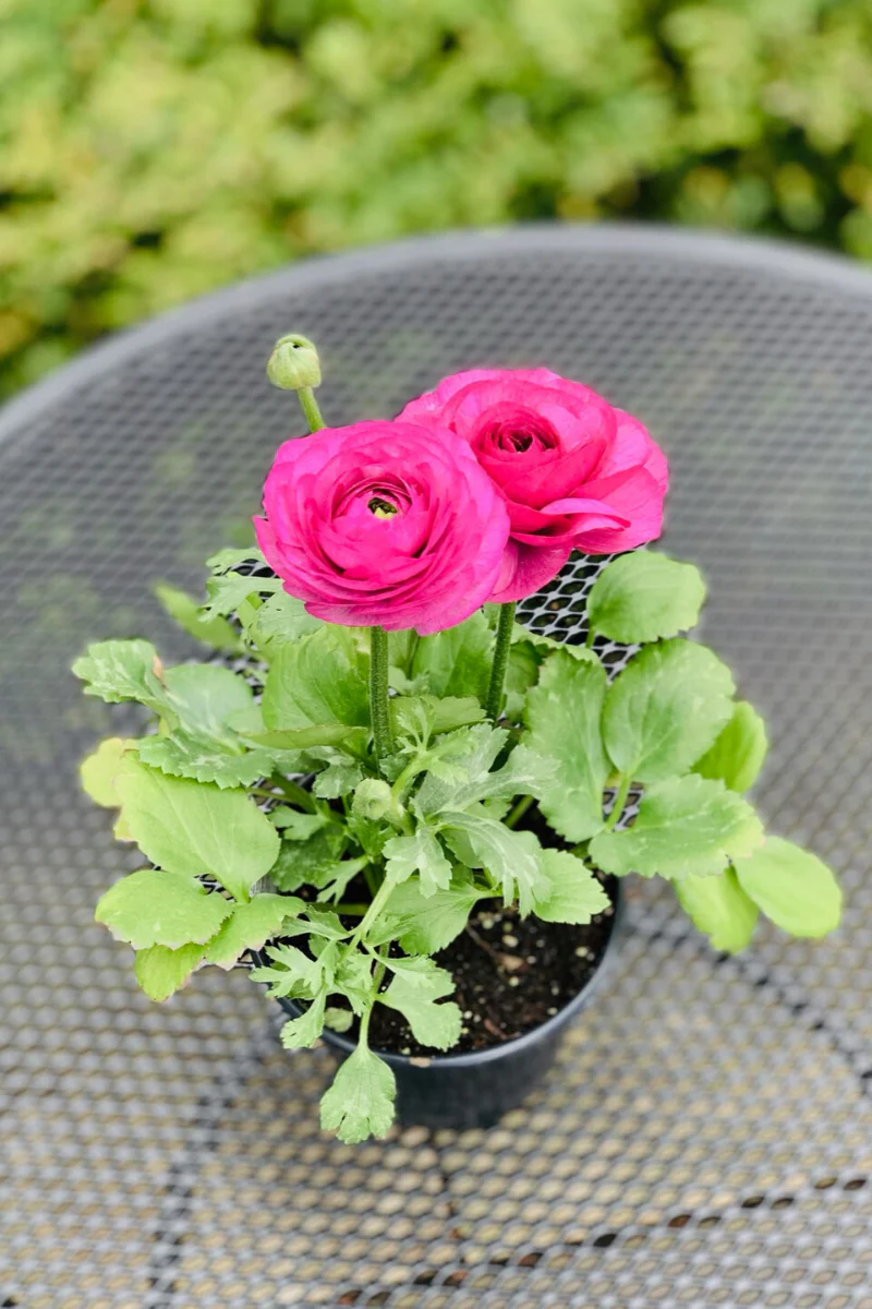 Ranunculus, Purple