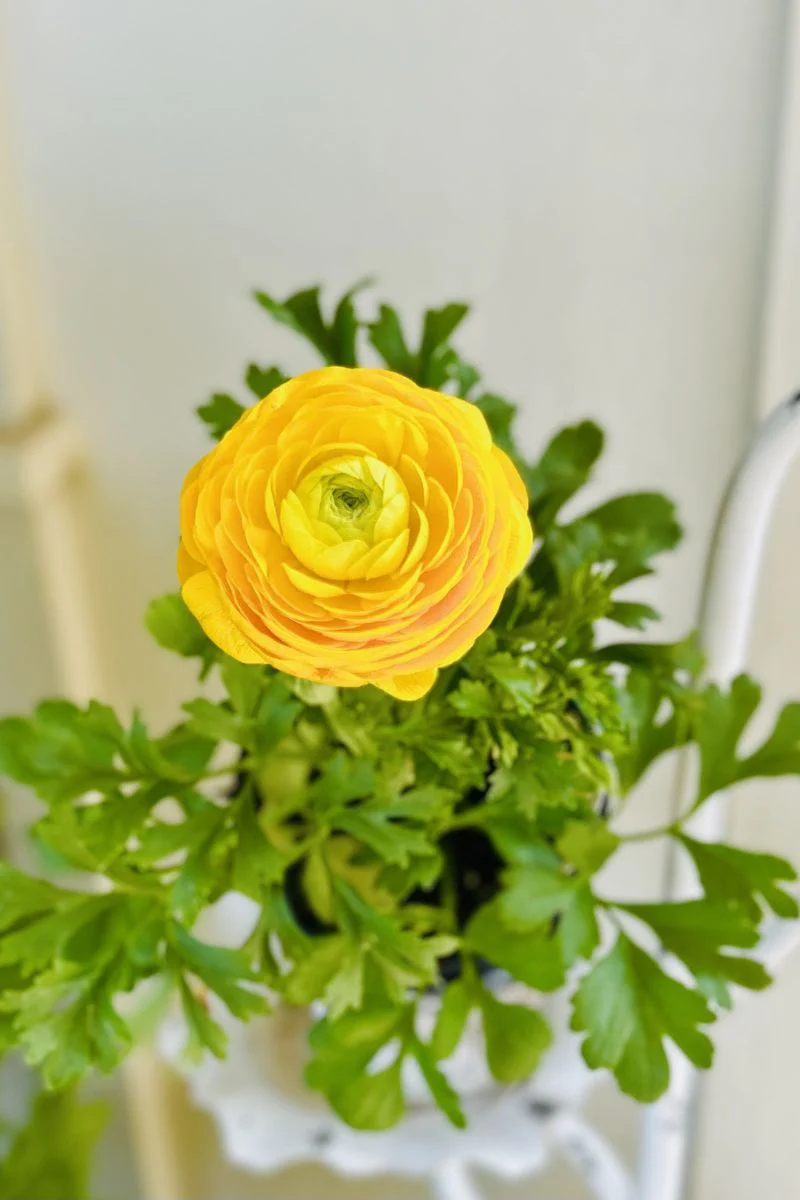 Ranunculus, Sprinkles Yellow