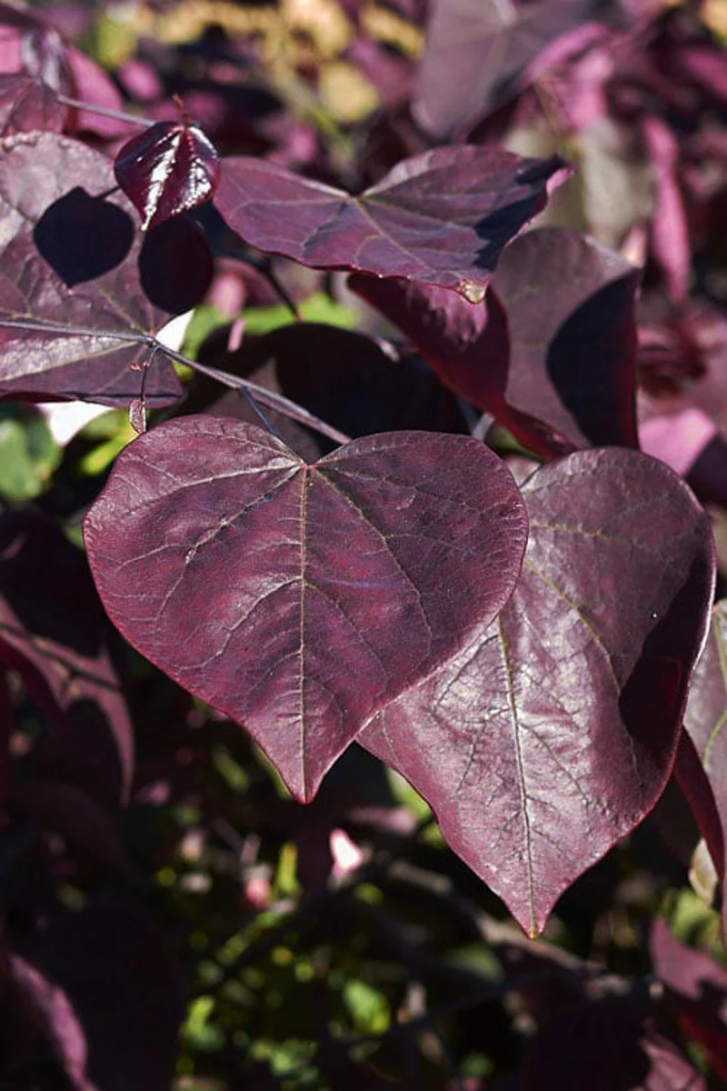 Redbud, Black Pearl - Image 2