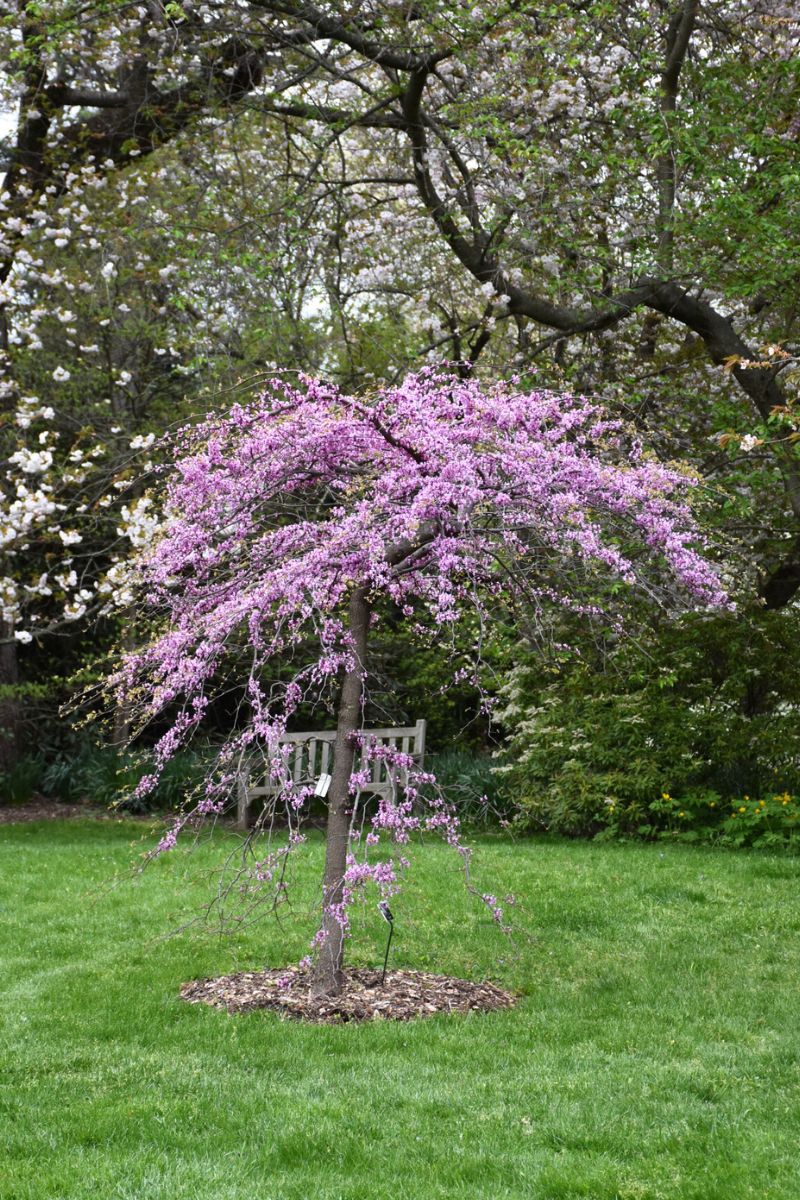 Redbud, Cascading Hearts
