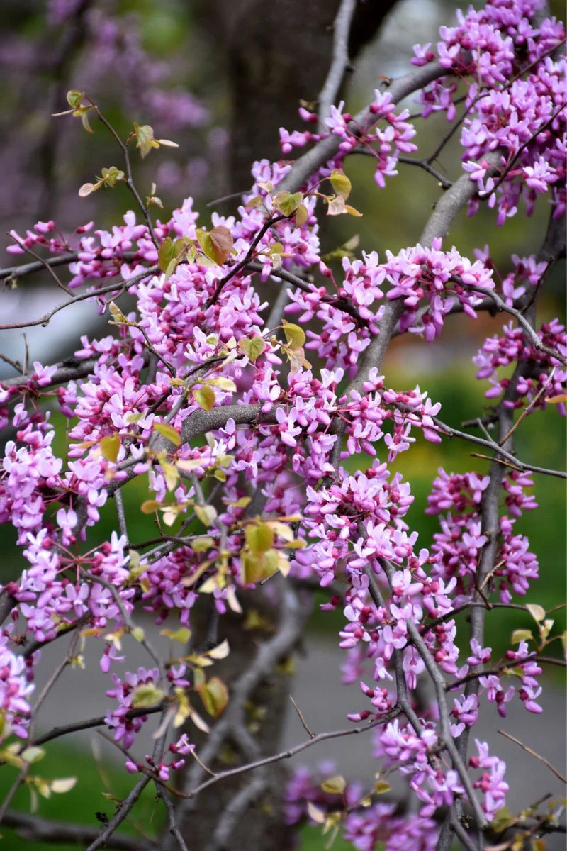 Redbud, Cascading Hearts - Image 2