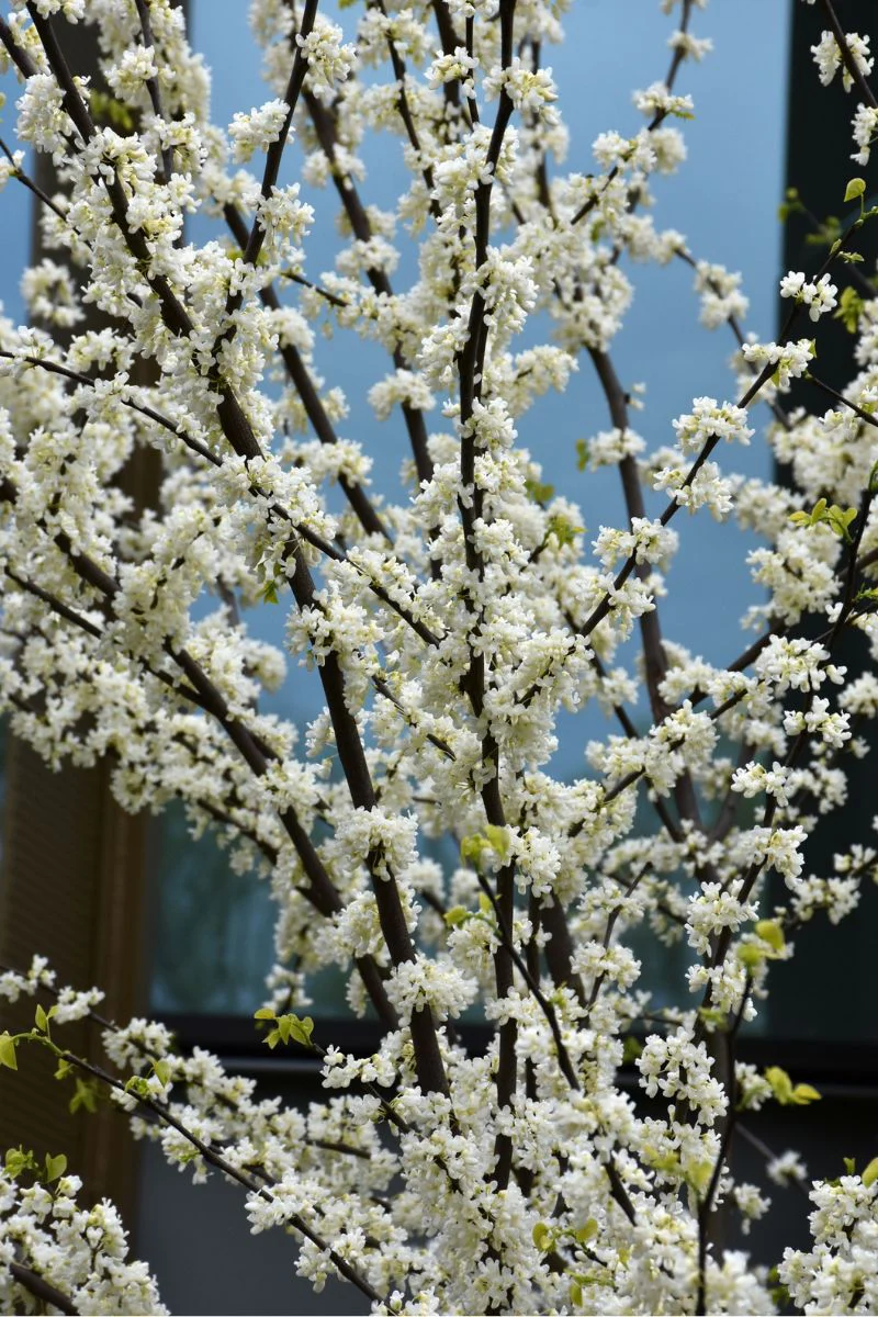 Redbud, Eastern Royal White