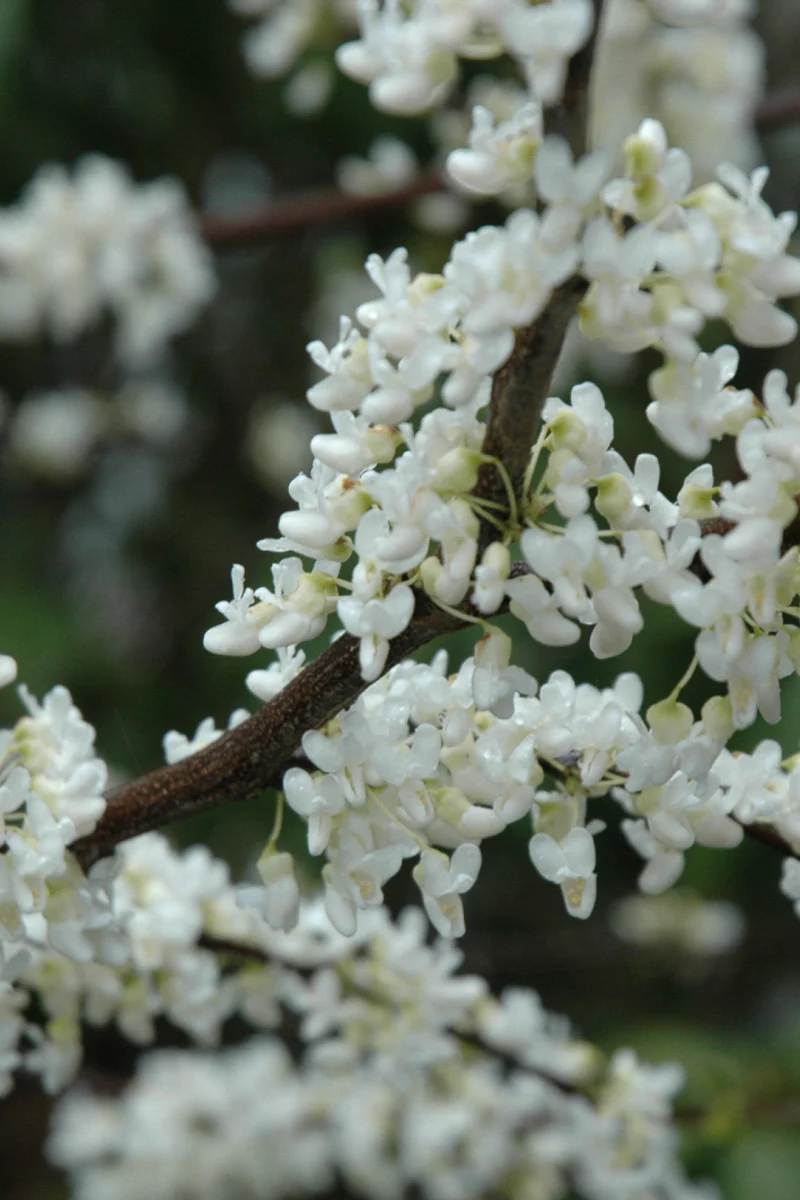 Redbud, Eastern White