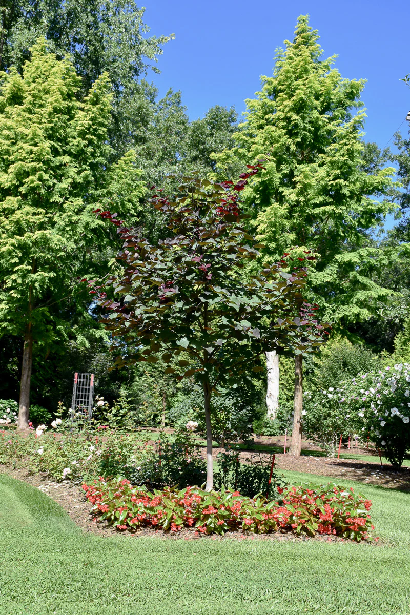 Redbud, Midnight Express - Image 2