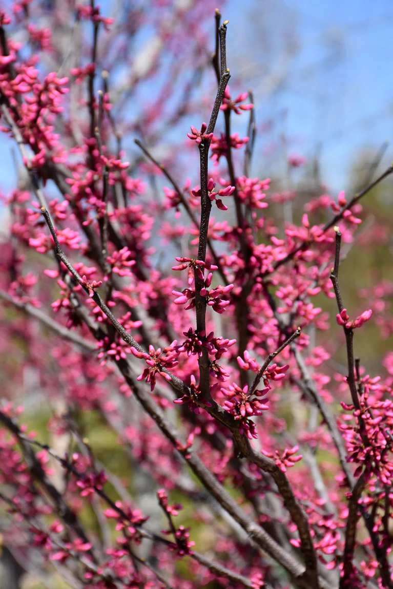Redbud, Northern Lites