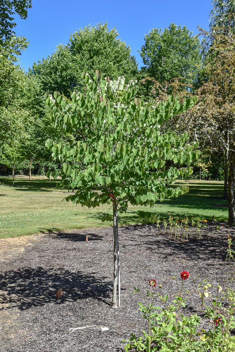 Redbud, Northern Lites - Image 2
