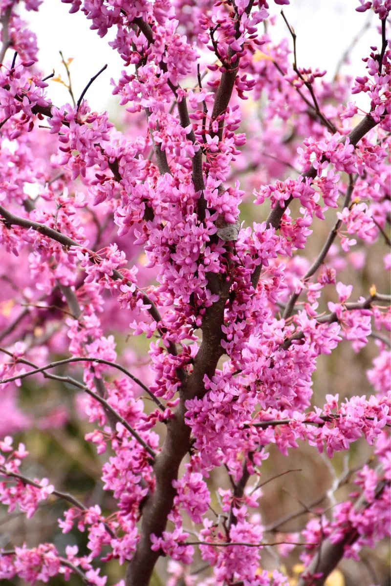 Redbud, Rising Sun - Image 2