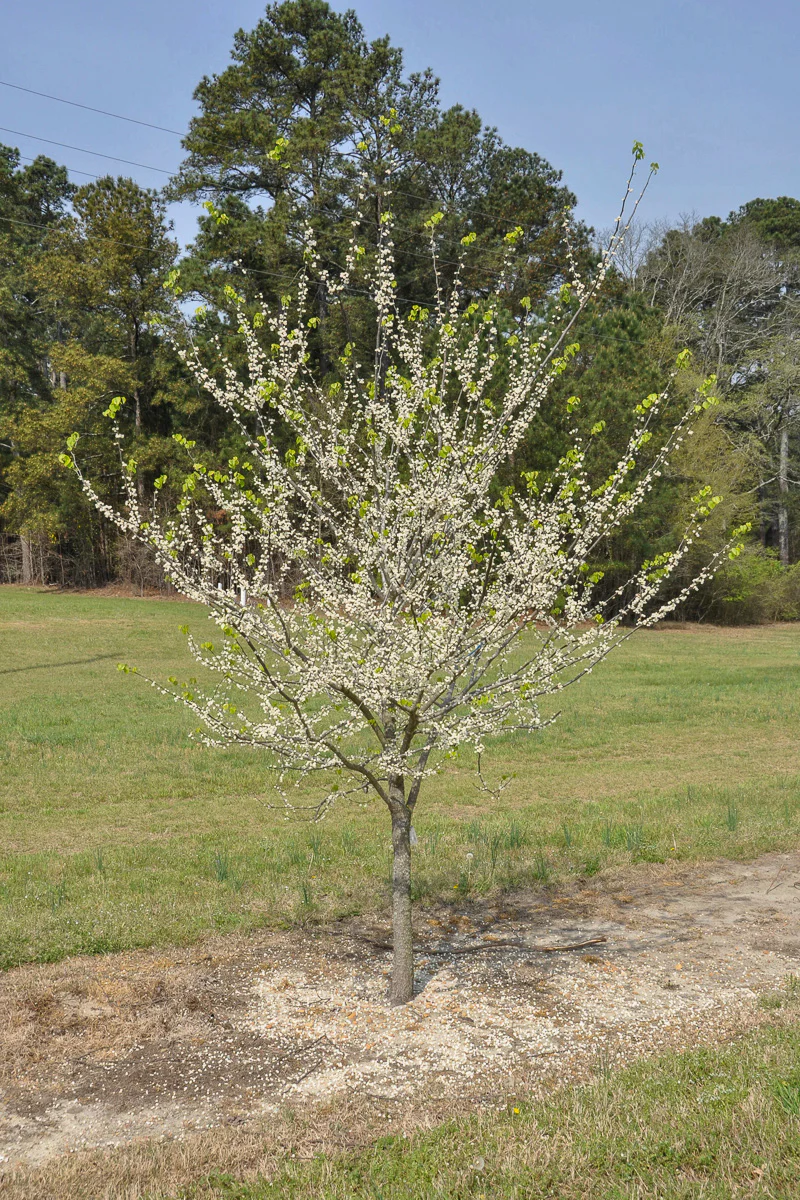 Redbud, White Pom Poms - Image 2