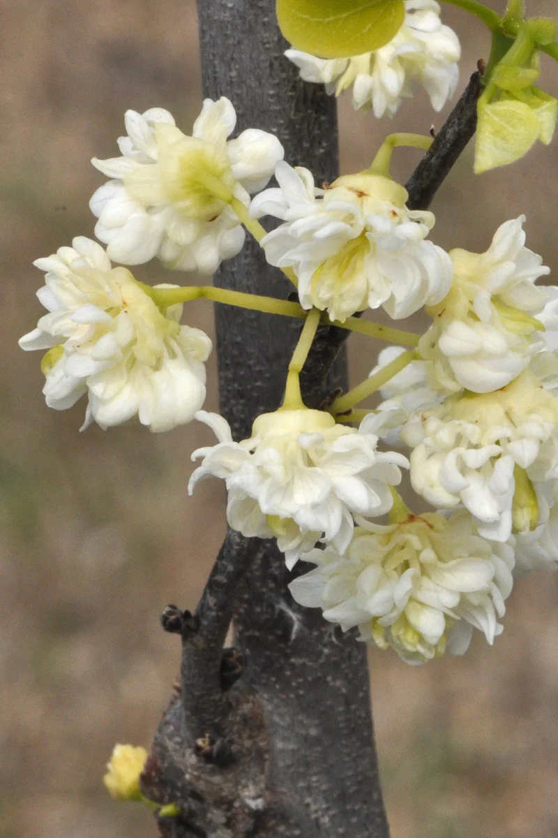 Redbud, White Pom Poms - Image 3
