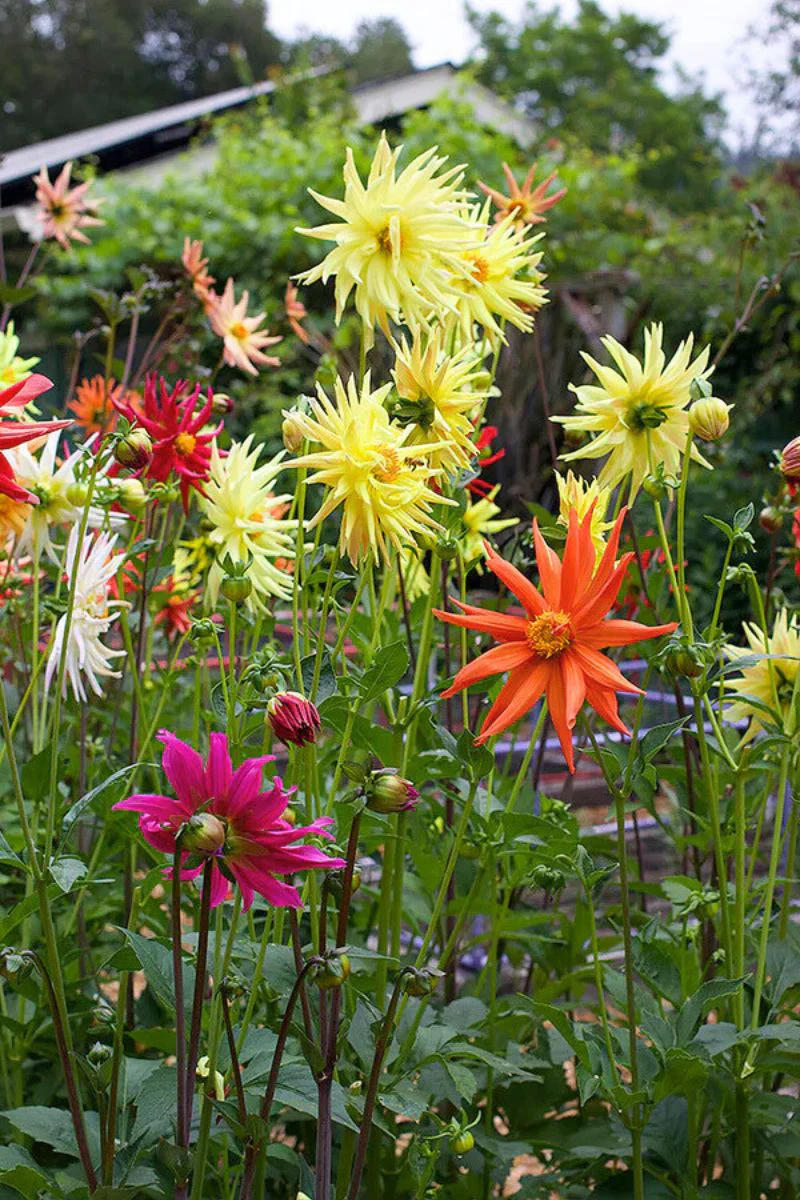 Renee's Garden Pollinator Dahlias 'Summer Fireworks' Seeds - Image 2