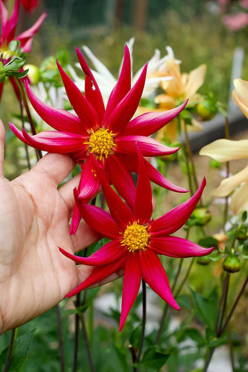 Renee's Garden Pollinator Dahlias 'Summer Fireworks' Seeds - Image 3