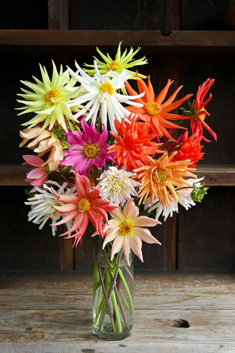 Renee's Garden Pollinator Dahlias 'Summer Fireworks' Seeds - Image 4