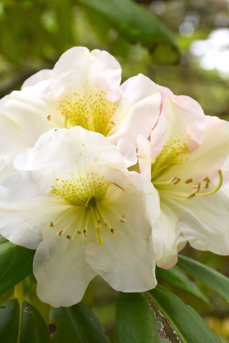 Rhododendron, County Of York