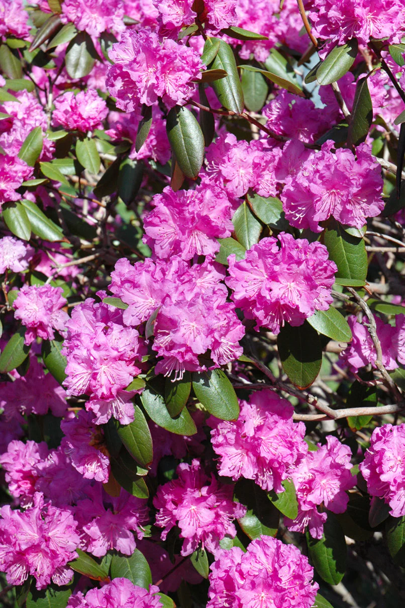 Rhododendron, PJM
