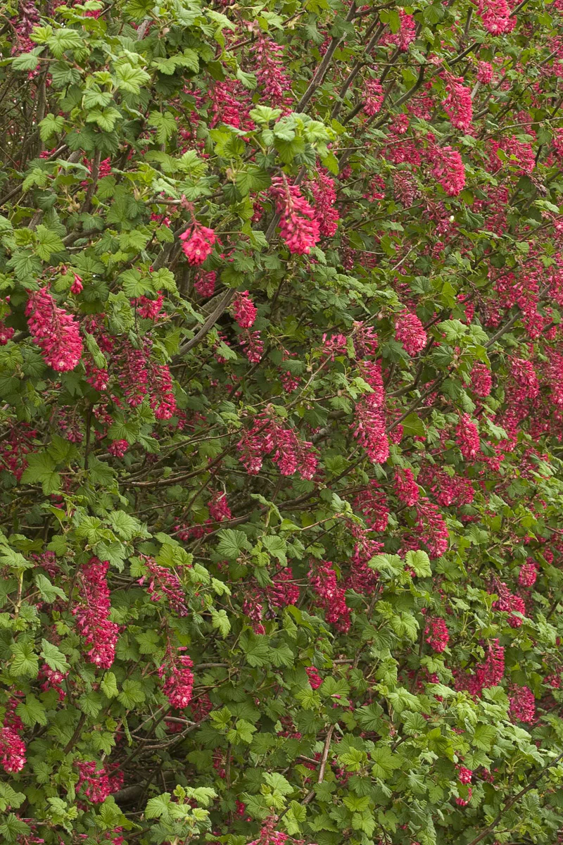 Ribes, King Edward VII - Image 2