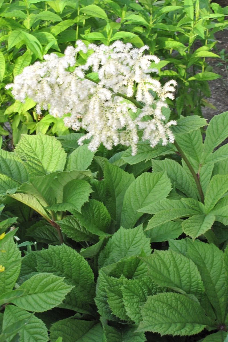 Rodger'S Flower