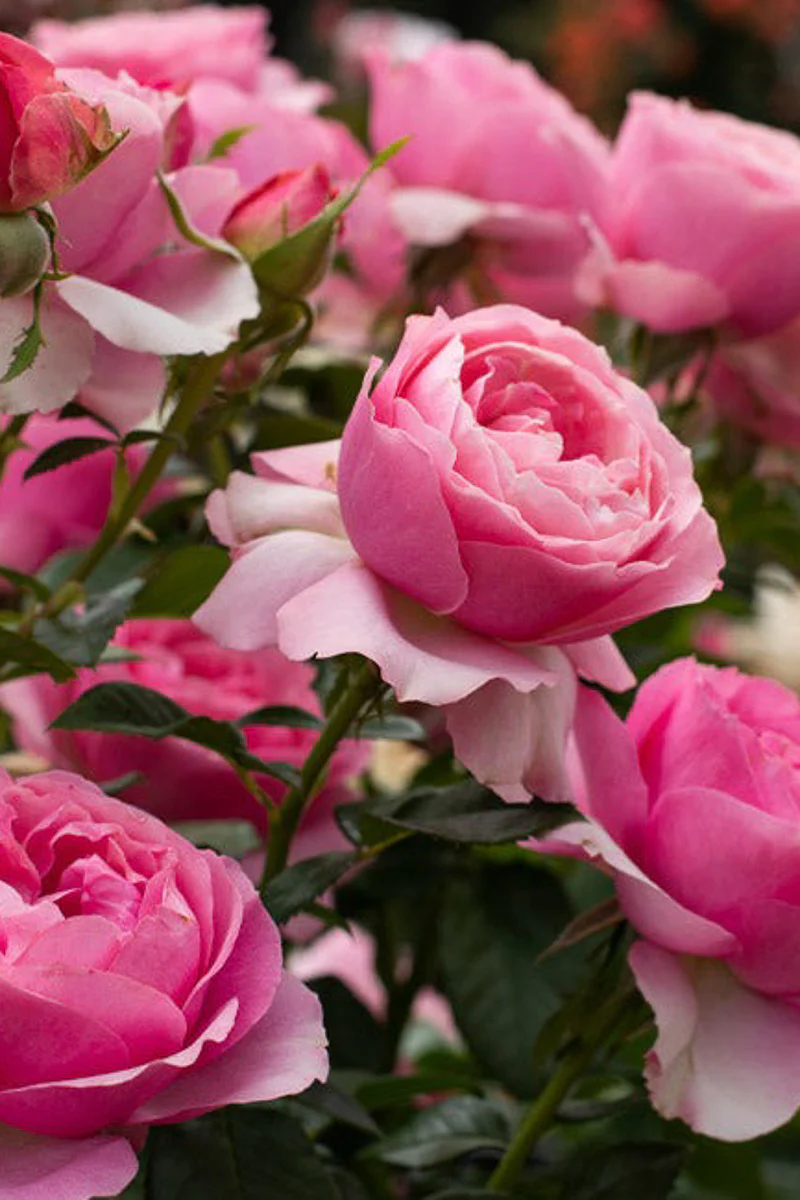 Rose, All Dressed Up - Image 2