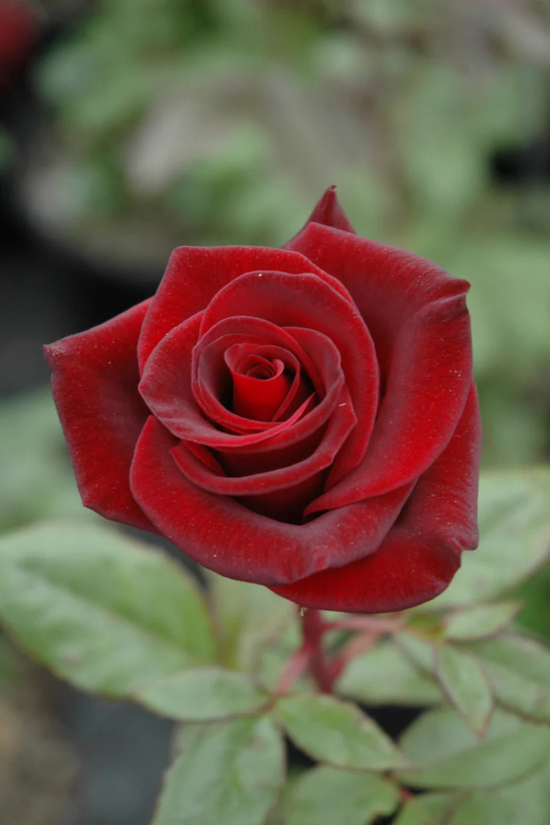 Rose, Black Magic Hybrid Tea Rose