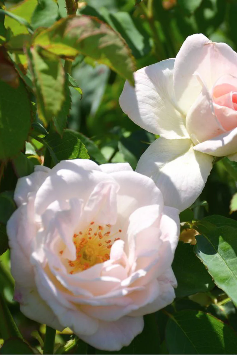 Rose, Brindabella Touch of Pink