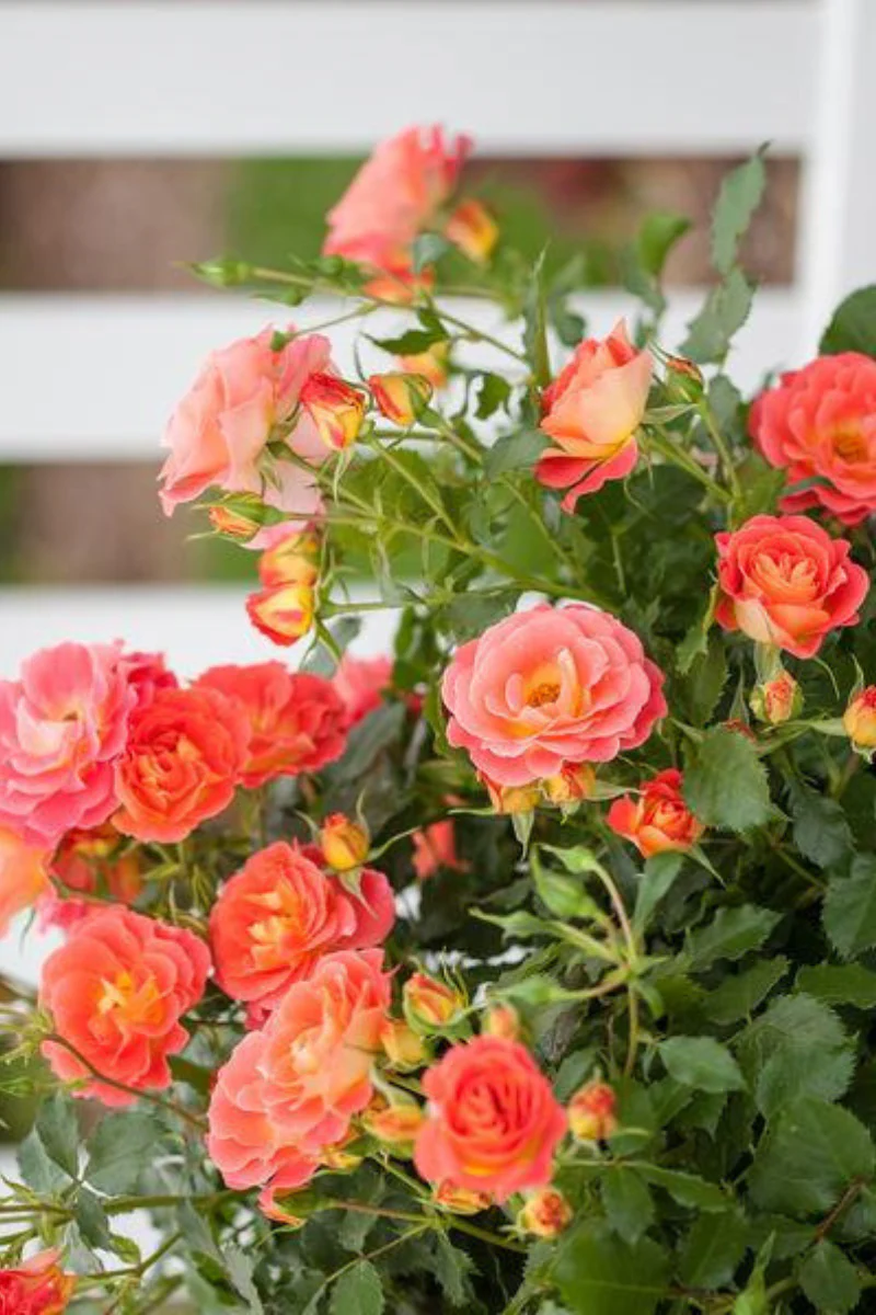 Rose, Coral Cove