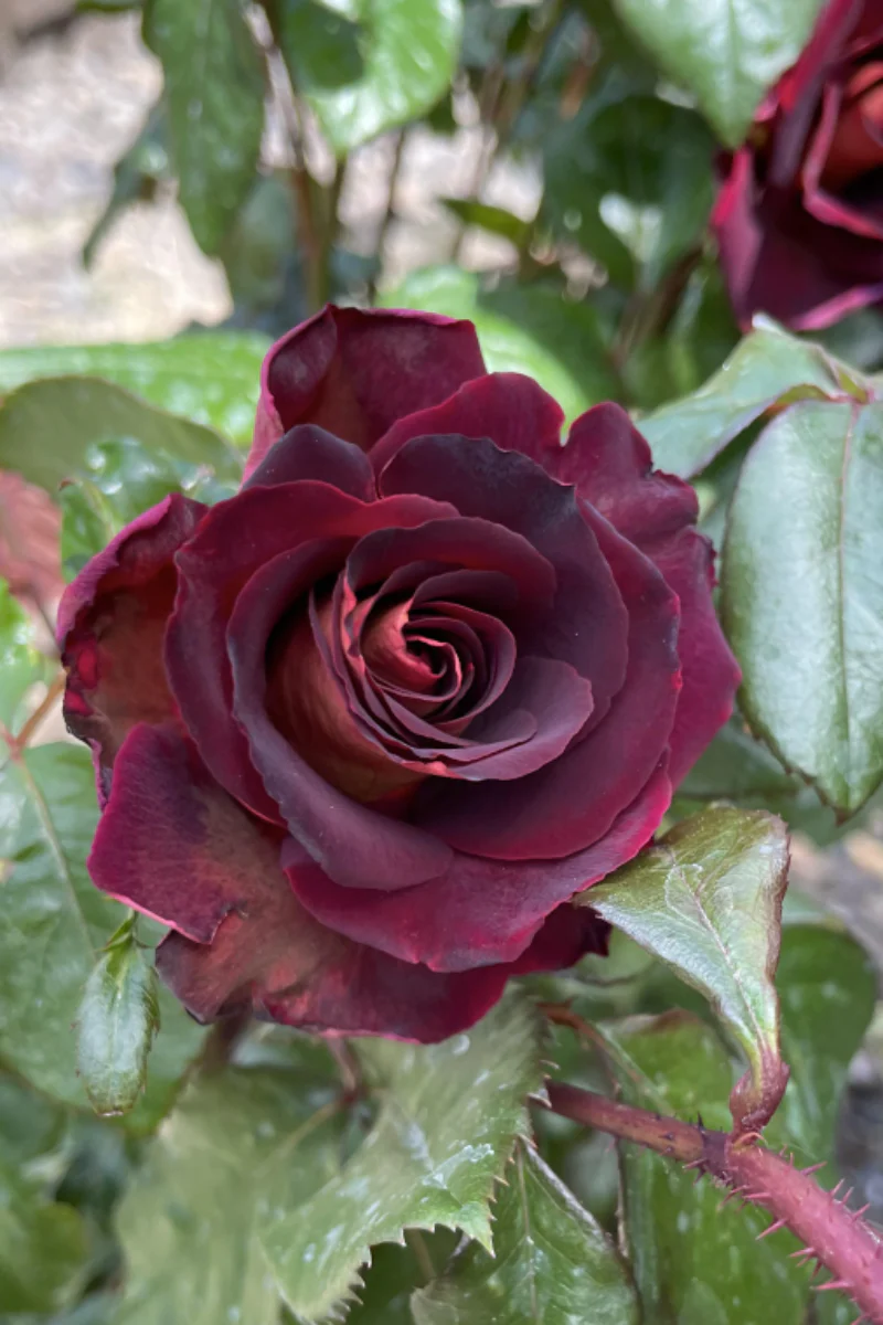 Rose, Dark Night