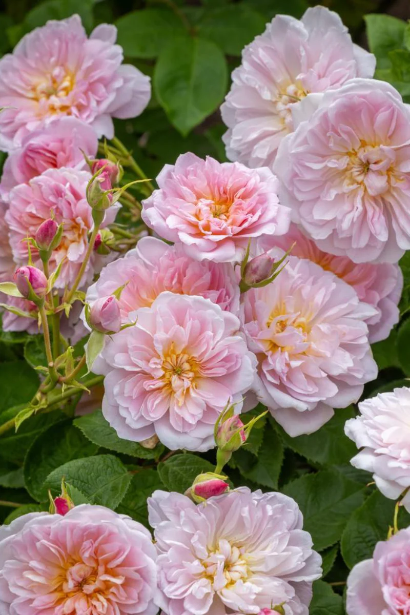 Rose, Elizabeth