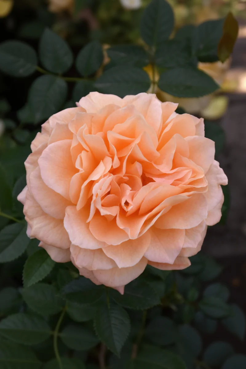 Rose, Forever Amber