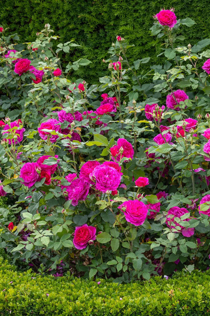 Rose, Gabriel Oak - Image 2