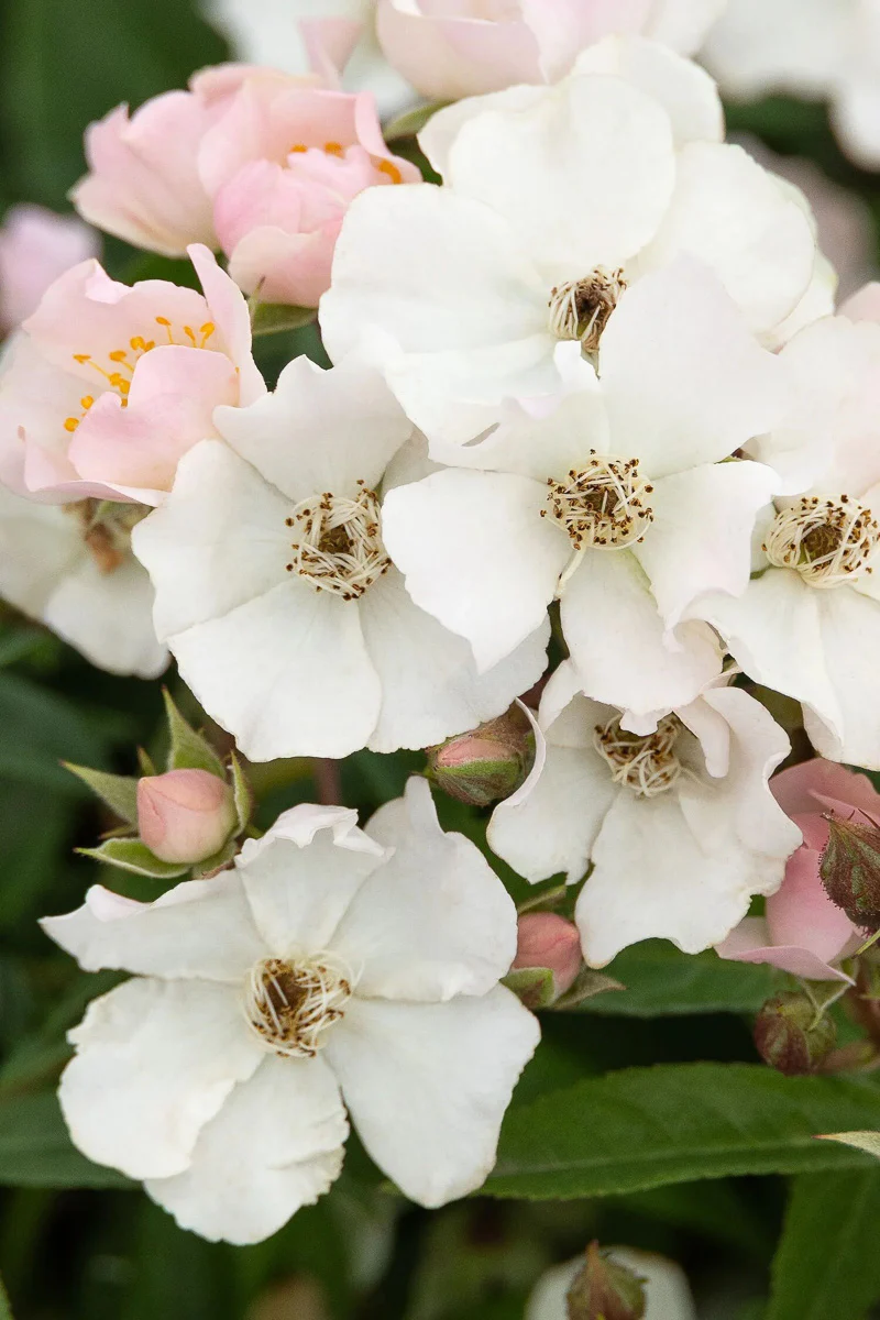 Rose, Honey Blush