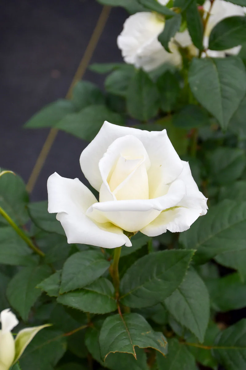 Rose, John F Kennedy - Image 2