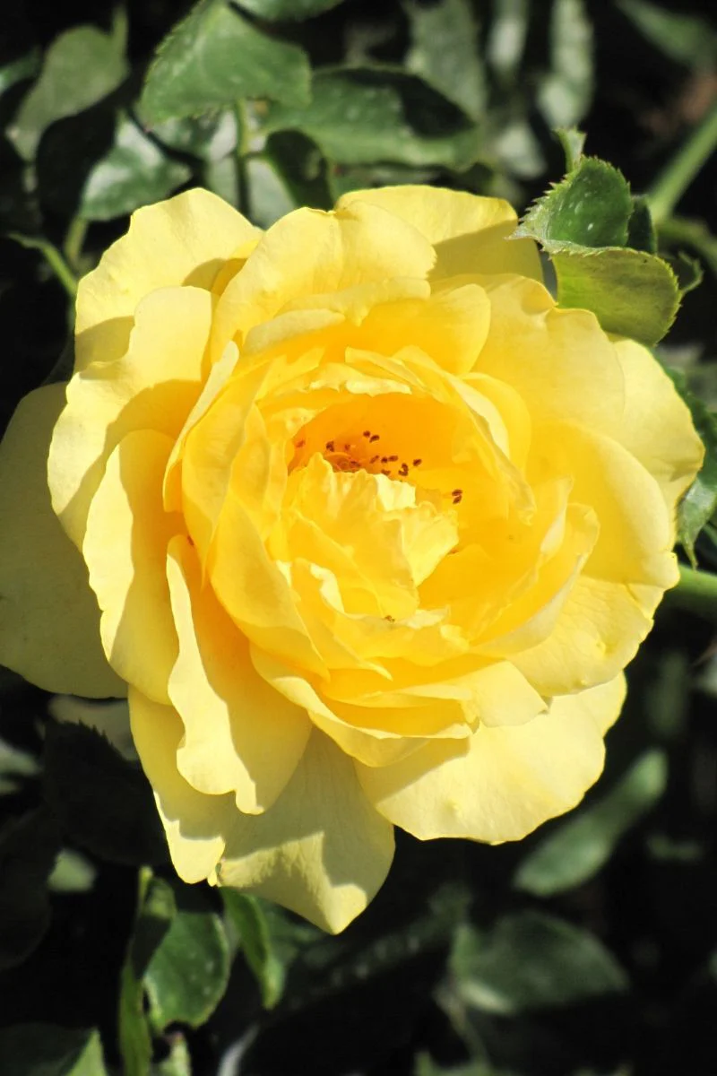 Rose, Julia Child