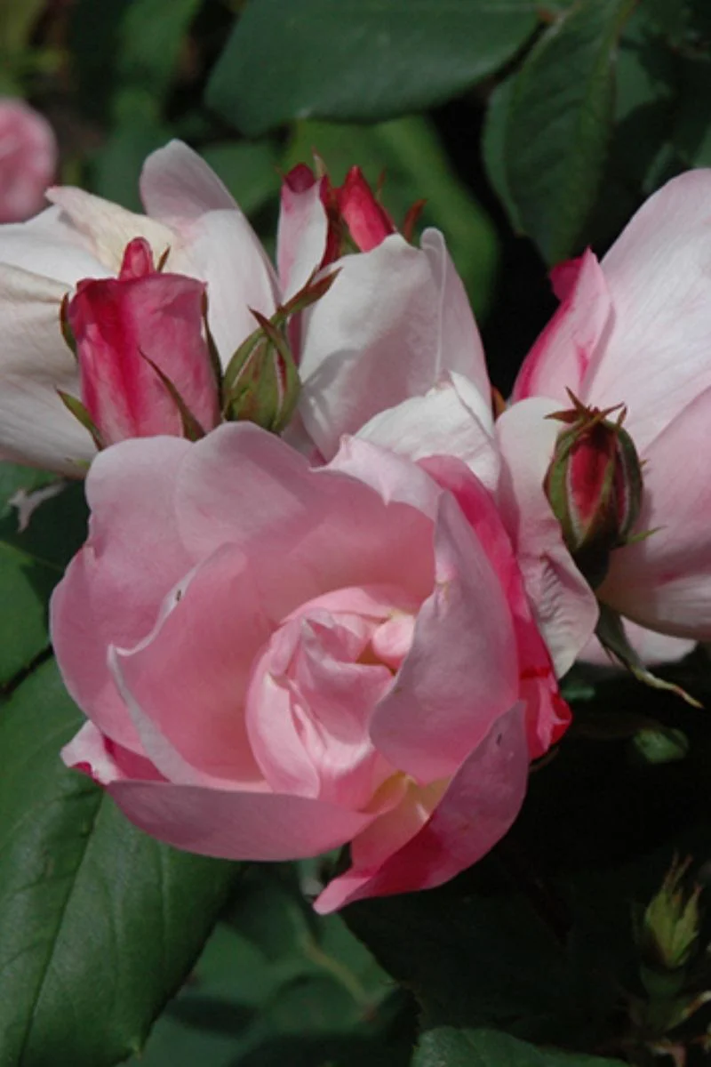 Rose, Knock Out Blushing - Image 2