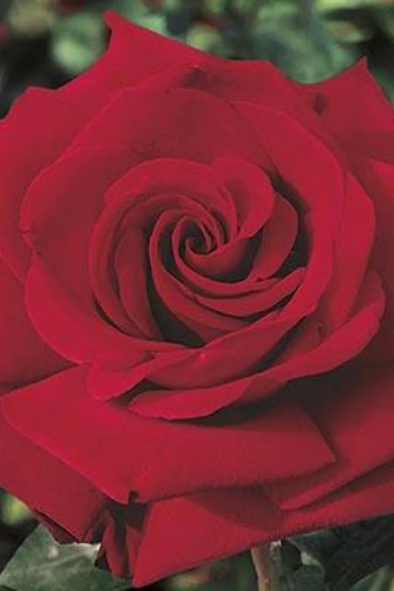 Rose, Legends