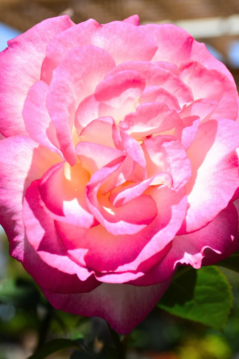 Rose, Miss Congeniality - Image 2