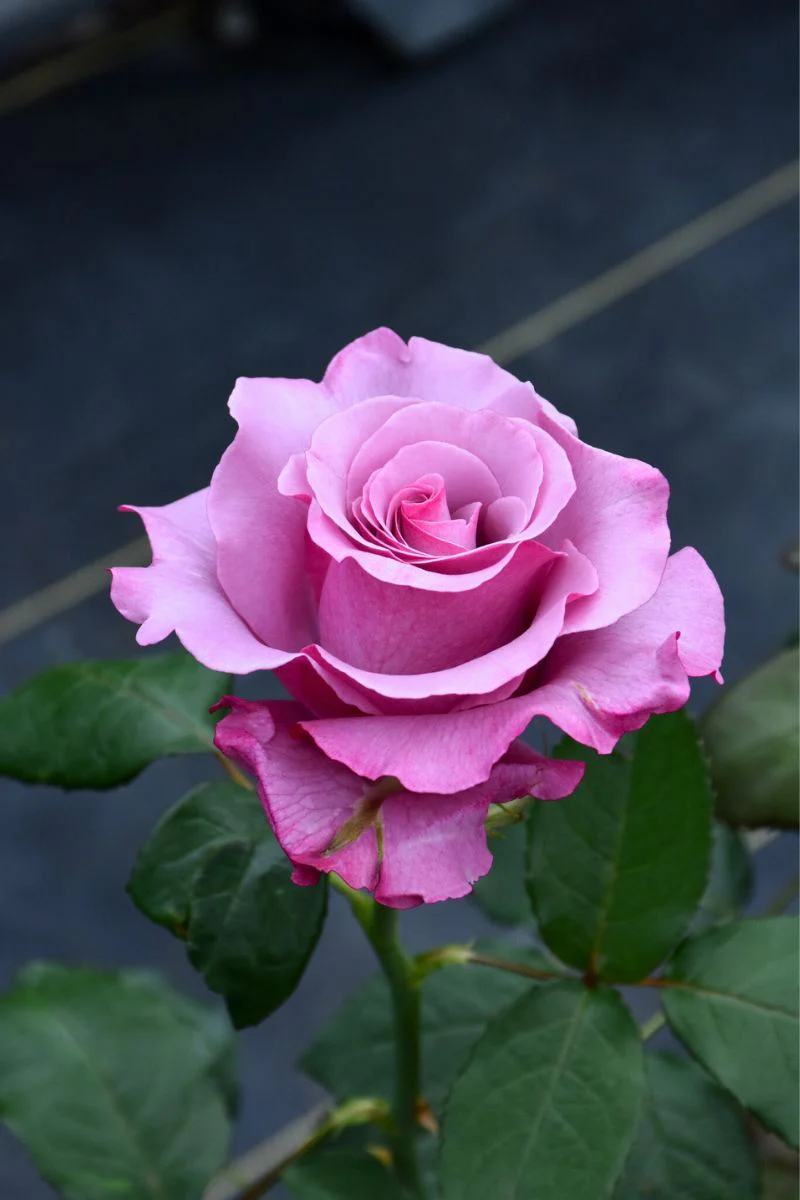 Rose, Neptune - Image 2