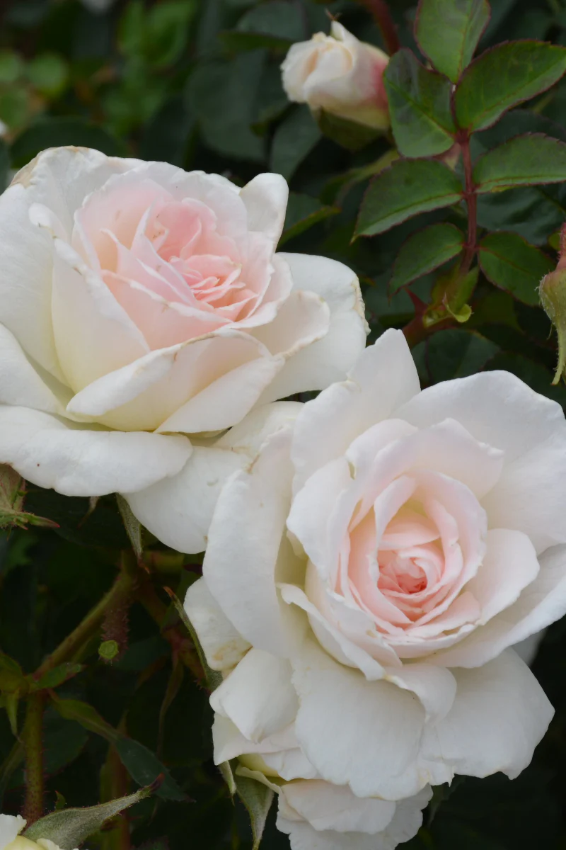 Rose, New Dawn