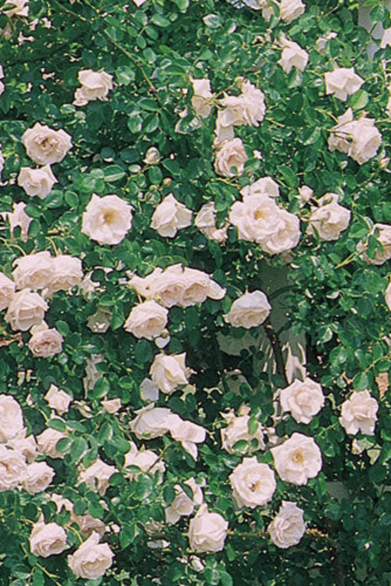 Rose, New Dawn - Image 2