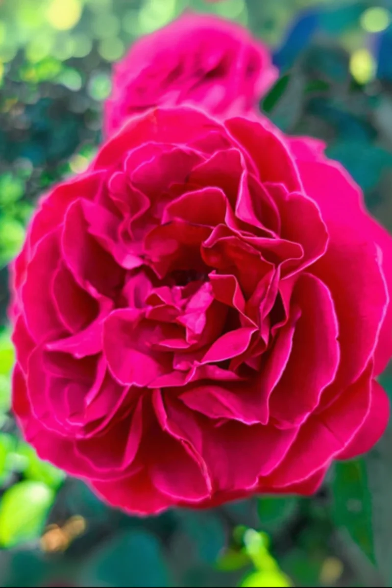 Rose, Nothing But Class