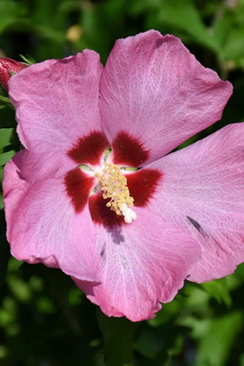 Rose Of Sharon,  Aphrodite